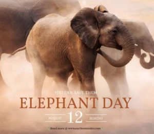 World Elephant Day 