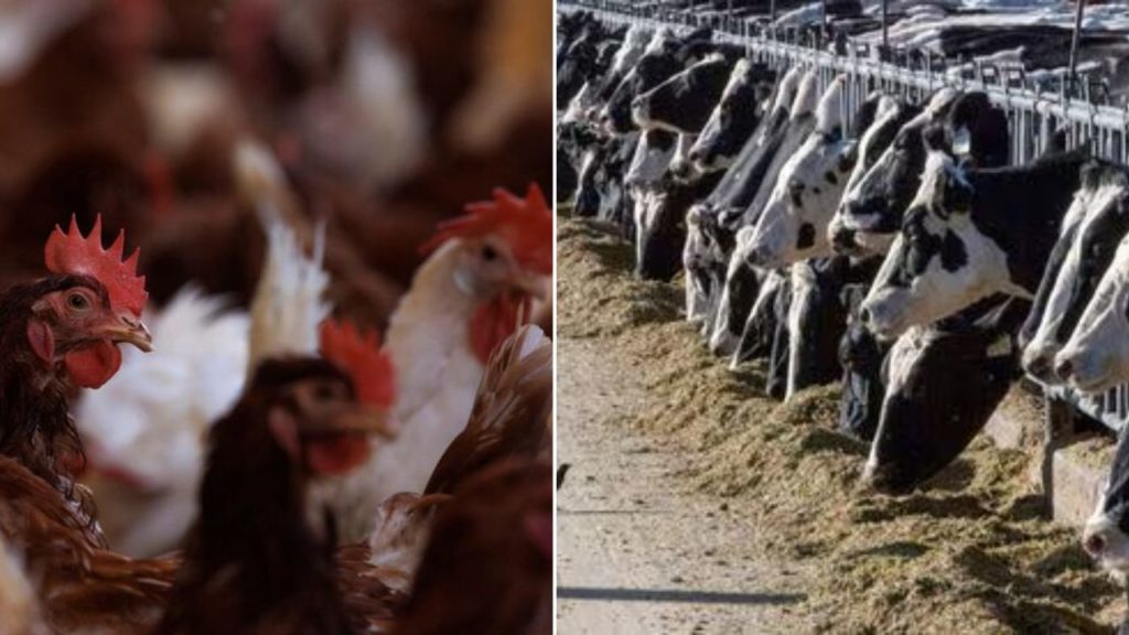 First Human Case of Bird Flu Reported in Texas