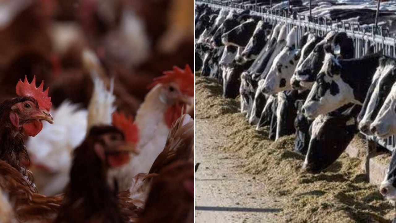 First Human Case of Bird Flu Reported in Texas: What You Need to Know ...