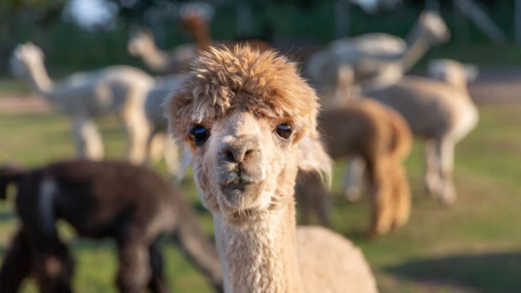 Alpaca Day 2024