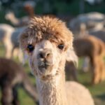 Alpaca Day 2024